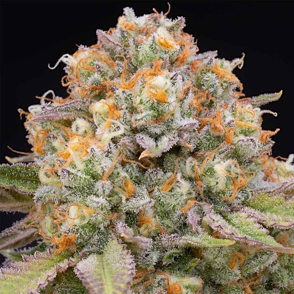 Candy Gas Feminised Cannabis Seeds