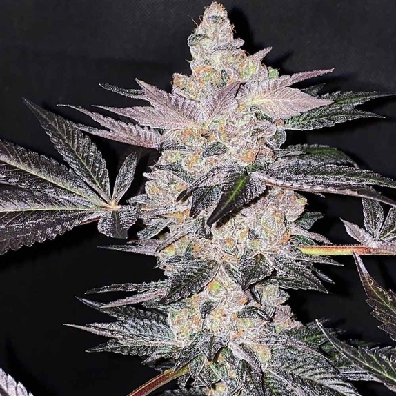 Apple Fudge Feminised Cannabis Seeds