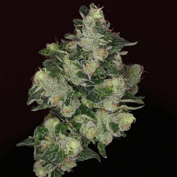 The Glow Feminised Cannabis Seeds