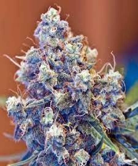 Grapefruit feminised Cannabis Seeds