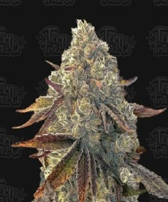 Auto Bacio Gelati Cannabis Seeds