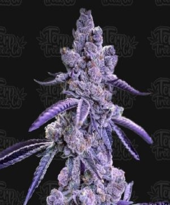 Auto Blue Nerdz Cannabis Seeds