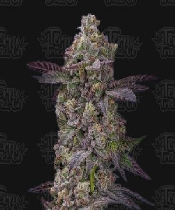 Auto Tre Lime Sorbetto Cannabis Seeds