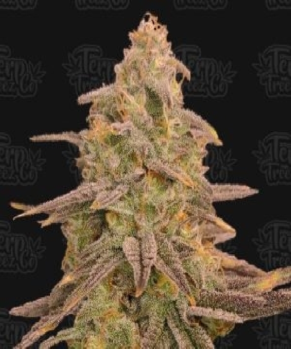 Bizcoffi feminised Cannabis Seeds