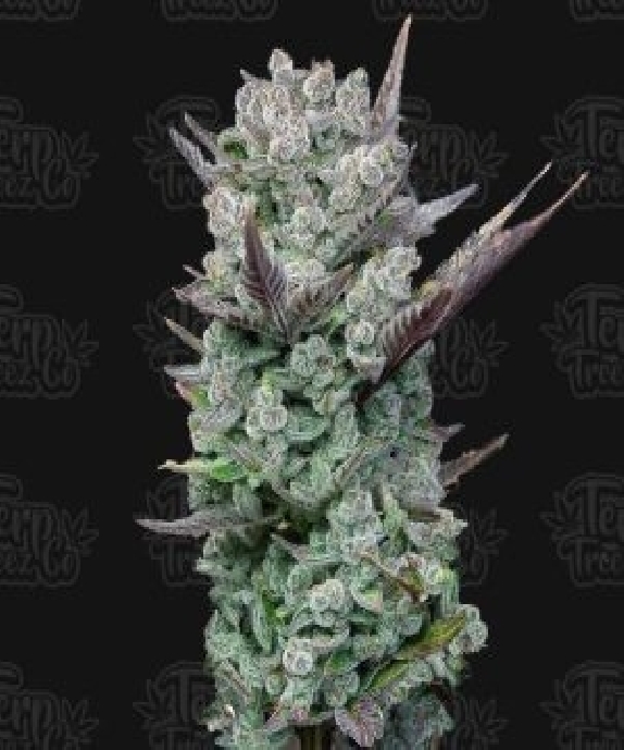 Blue Nerdz Cannabis Seeds