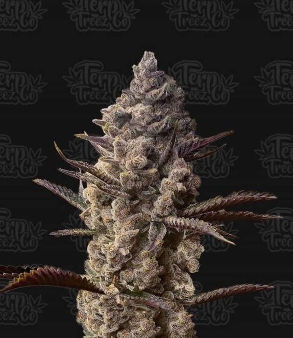 Ice Kreme Cake Cannabis Seeds