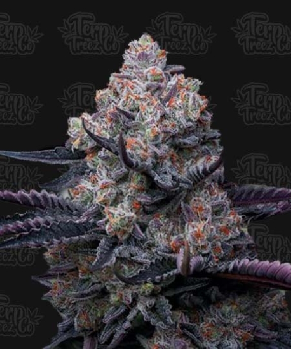 RS11 Feminised Cannabis Seeds