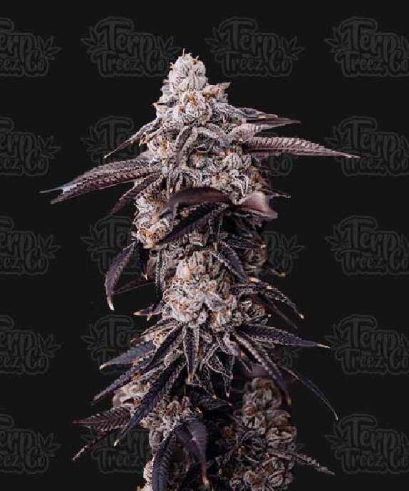 Zoap #39  Cannabis Seeds