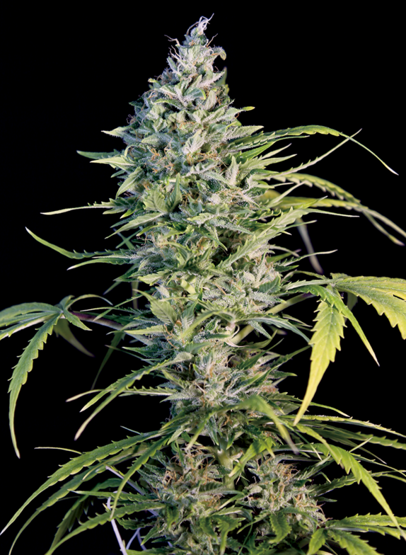 Big Monster Flow Cannabis Seeds