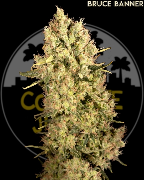 Bruce Banner Cannabis Seeds