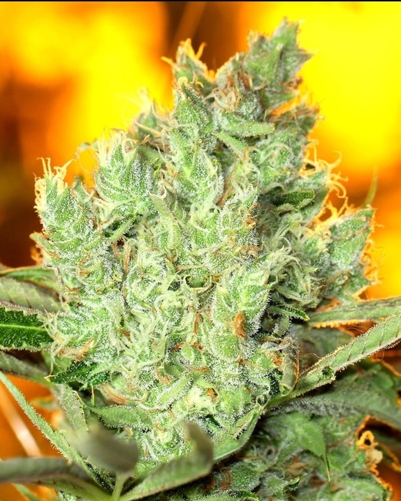 Concrete Banana  Cannabis Seeds