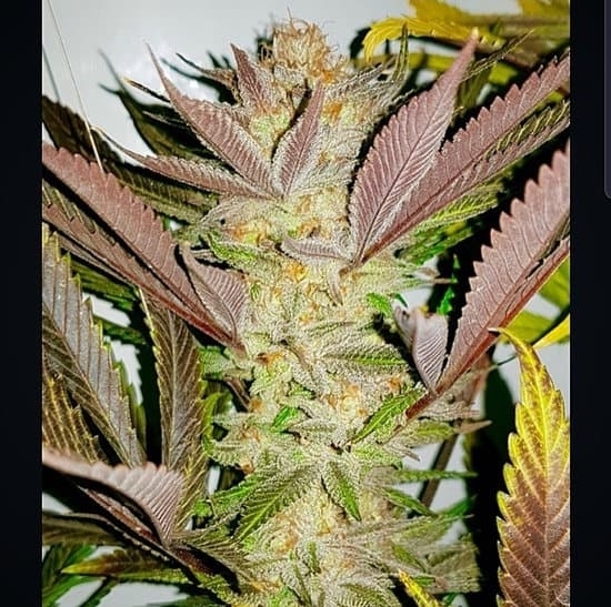 Concrete Zkittlez Cannabis Seeds