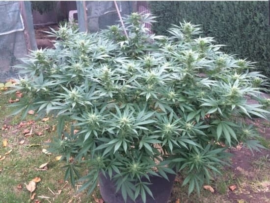 SFV OG Cannabis Seeds