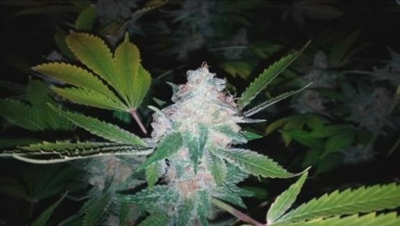 Sunset Sherbet Cannabis Seeds