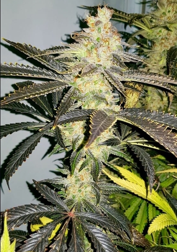 Wedding Cake Cannabis Seeds