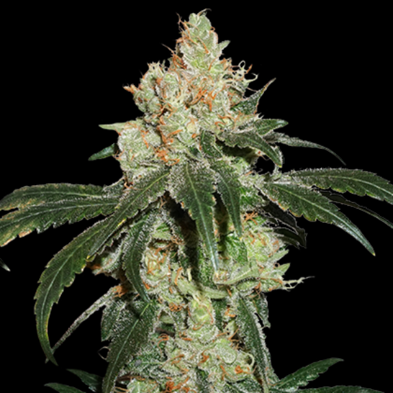 Nicole Cream Cannabis Seeds