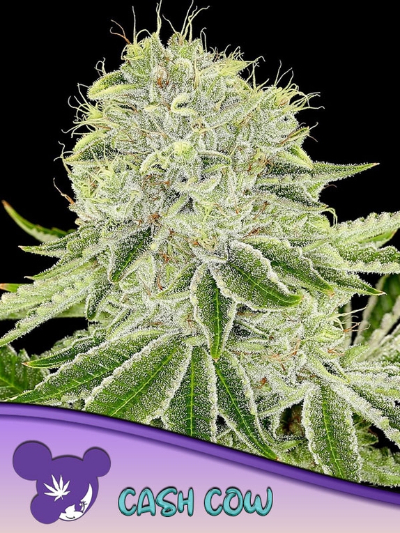 Cash Cow Cannabis Seeds