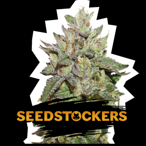 Wedding Cake Cannabis Seeds