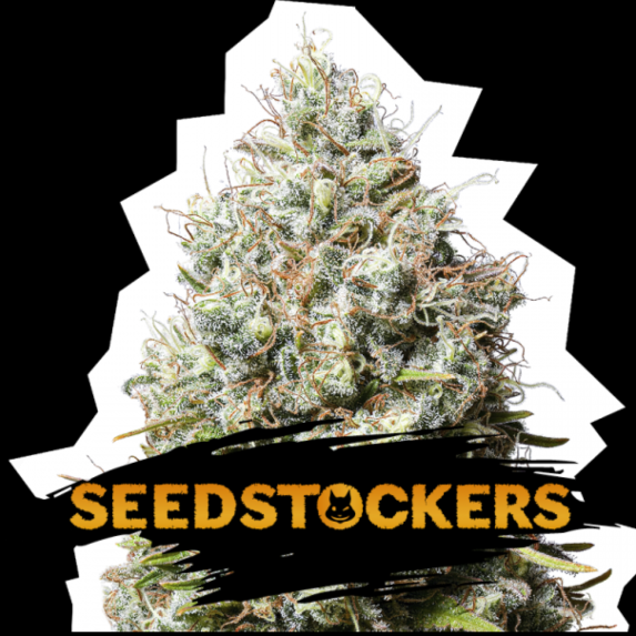 Jack Herer Cannabis Seeds