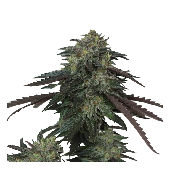  Ice Scream OG Cannabis Seeds