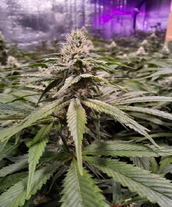 Strawberry Sour Diesel Cannabis Seeds