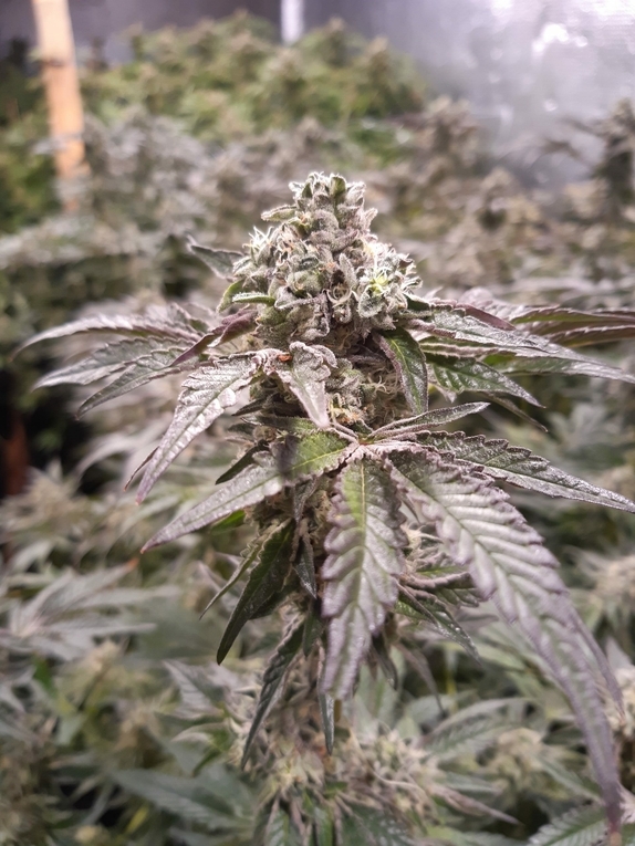 Strawberry-Line  Cannabis Seeds