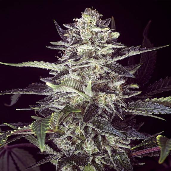 Brain Stroke Auto Cannabis Seeds