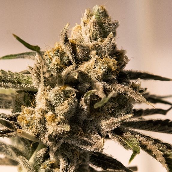 Cherry Pie Fast Cannabis Seeds