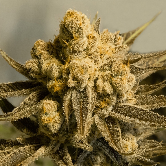 Critical Glue #4 Auto Cannabis Seeds