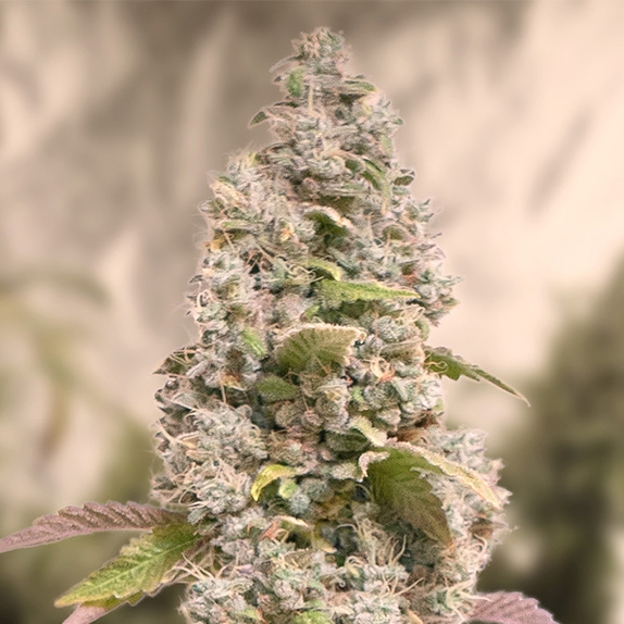 Gorilla Cookies Fast  Cannabis Seeds