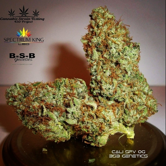 Cali SFV OG  Cannabis Seeds