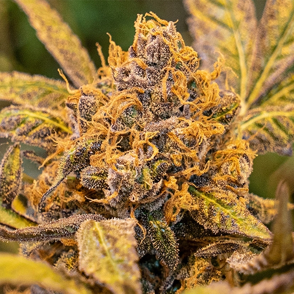 High Voltage Fast Cannabis Seeds