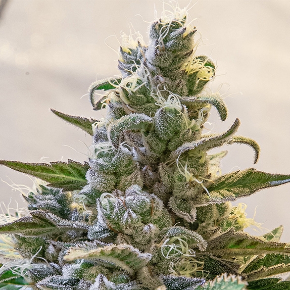 Lemon Cake Auto  Cannabis Seeds