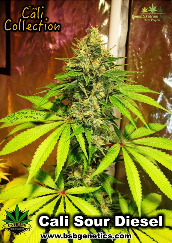 Sour Diesel Cannabis Seeds