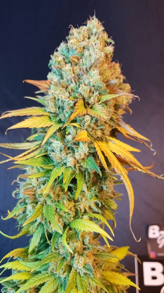 Sunset Sherbet Cannabis Seeds
