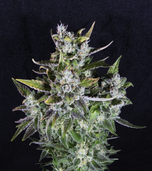 Blue Monsoon Cannabis Seeds