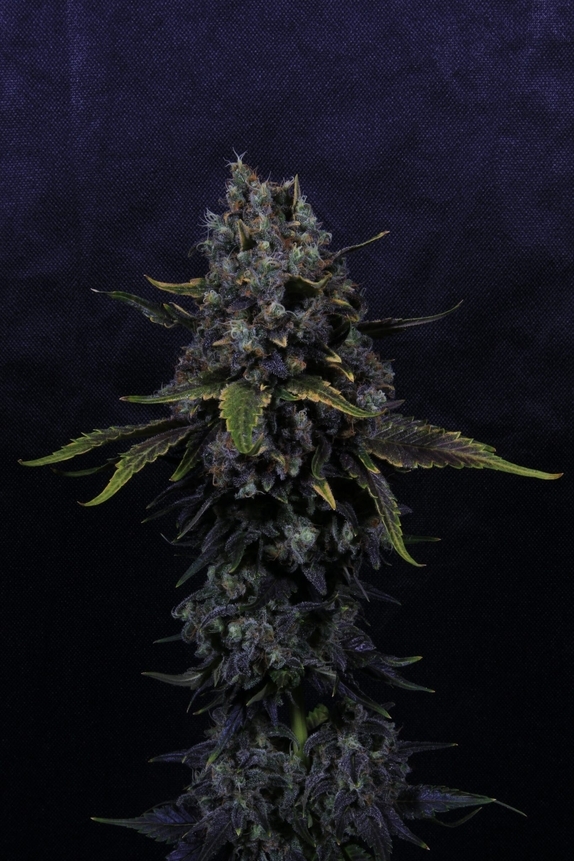 Surf'n'Turf  Cannabis Seeds