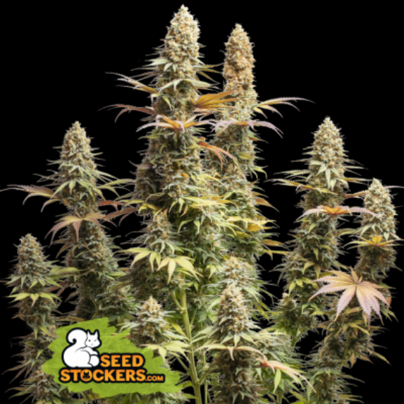 Triton Biscotti Lime Cannabis Seeds