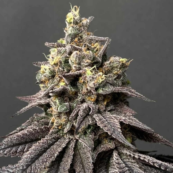 Kush Mints x Peach Ozz Female Cannabis Seeds