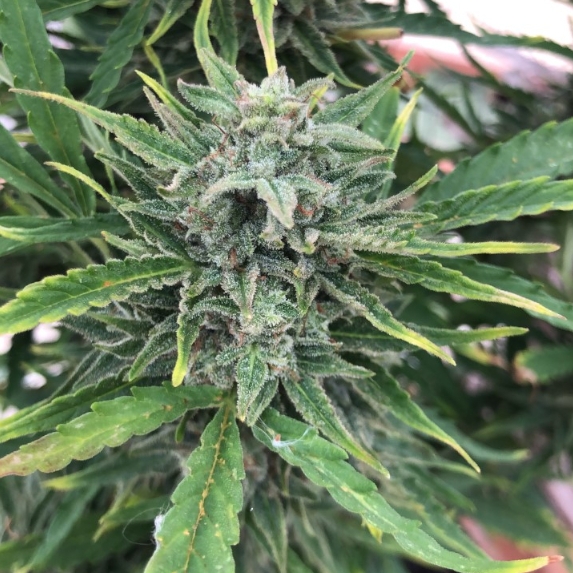 Black Apple Fritter  Cannabis Seeds