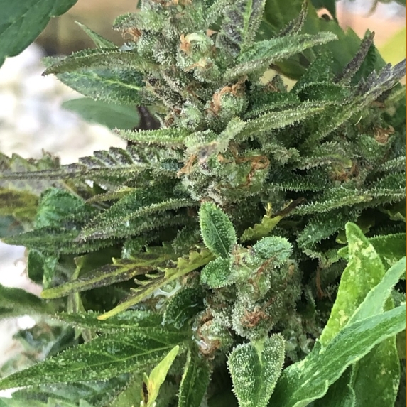 Black Apple Fritter Auto Cannabis Seeds