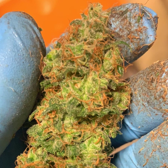 Orange Mooncake Cannabis Seeds