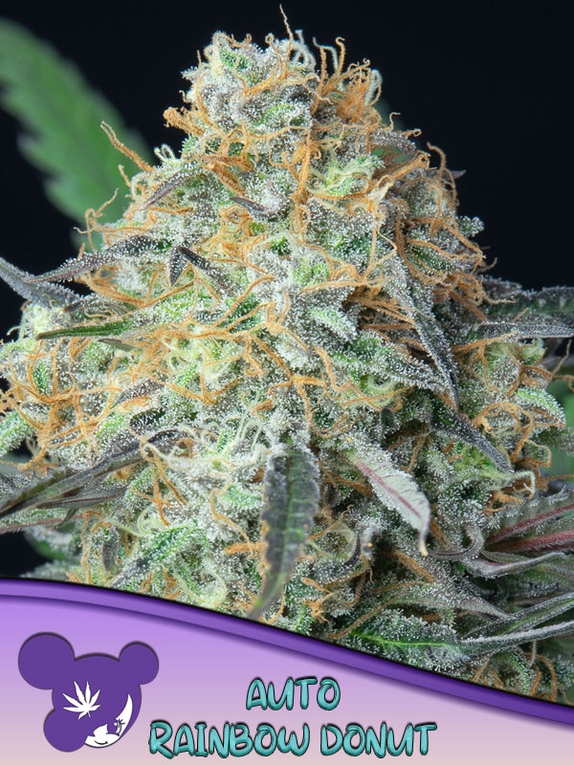 Rainbow Donut Auto Cannabis Seeds