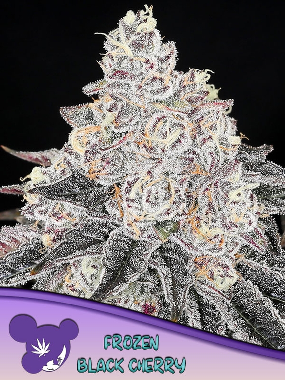 Frozen Black Cherry Cannabis Seeds