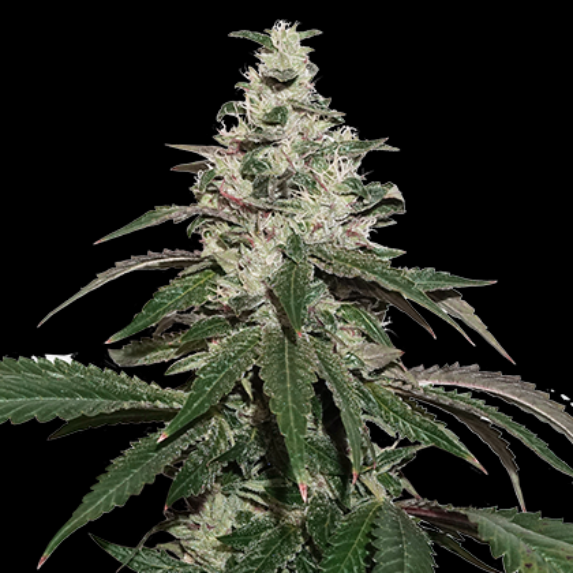 Nicole Cream Auto Cannabis Seeds