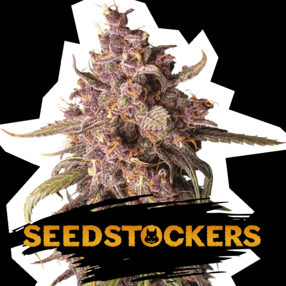 Purple Punch auto Cannabis Seeds
