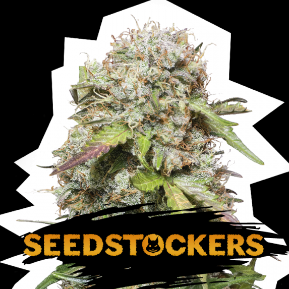 Jack Herer Auto Cannabis Seeds