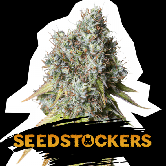 Bruce Banner Auto Cannabis Seeds