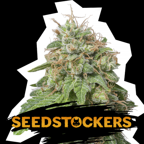 Green Crack Auto Cannabis Seeds
