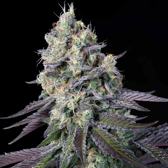 Purple Mints Cannabis Seeds